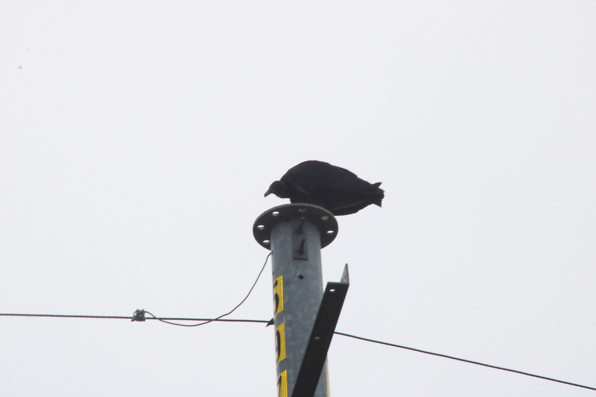 Black Vulture - ML620665308