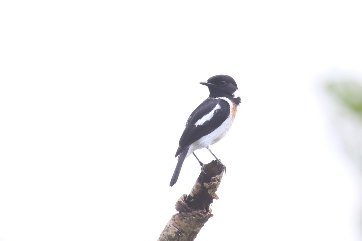 African Stonechat - ML620665309