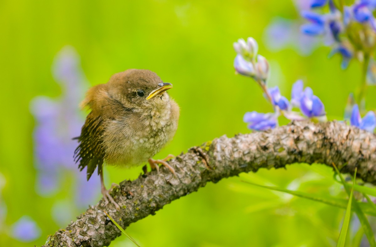 House Wren - ML620665312