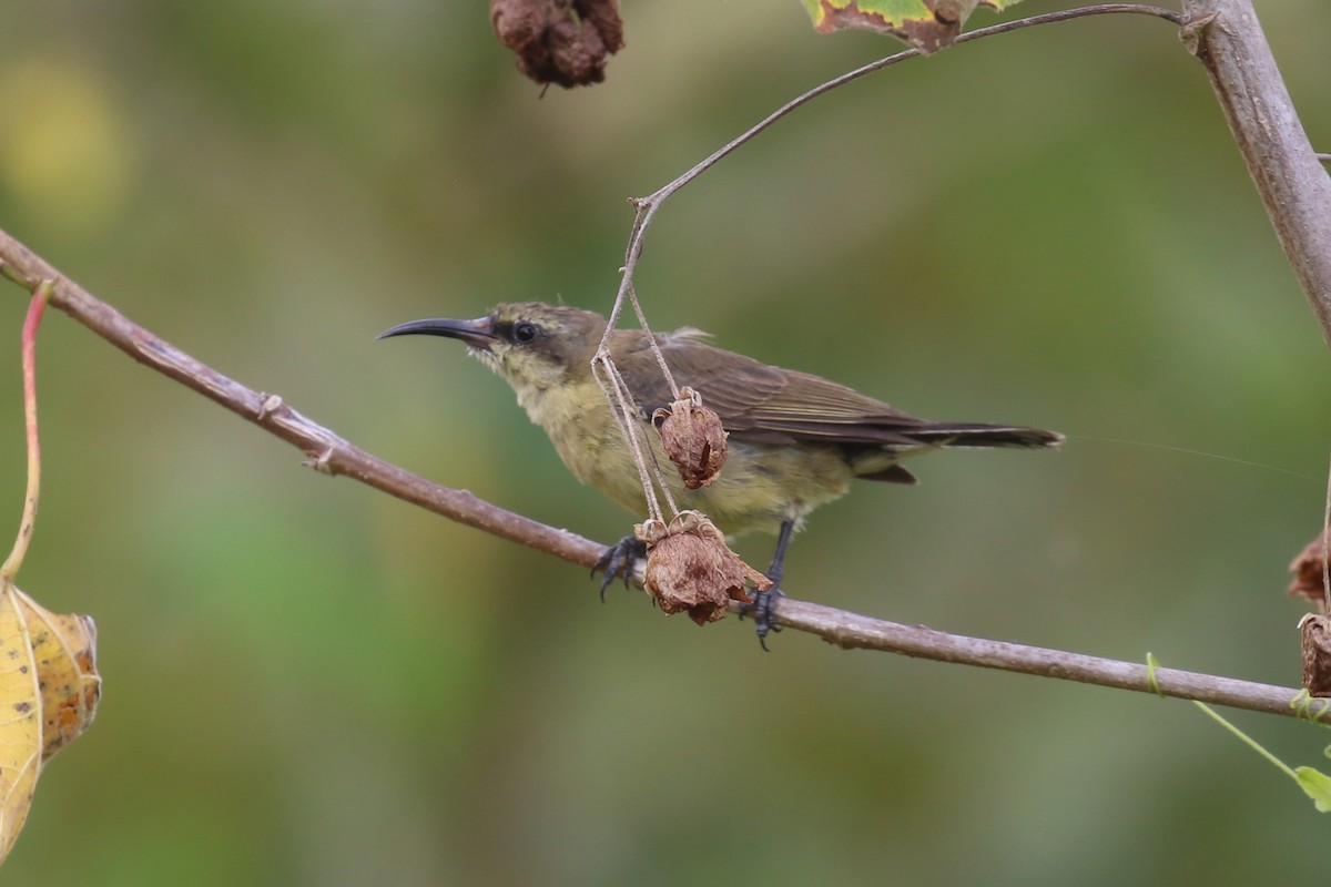 Bronze Sunbird - ML620665314