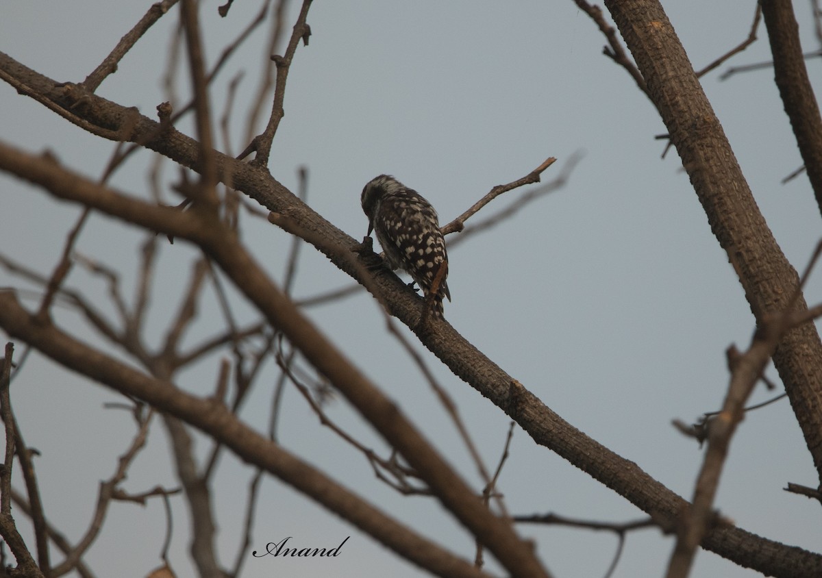 Brown-capped Pygmy Woodpecker - ML620665320