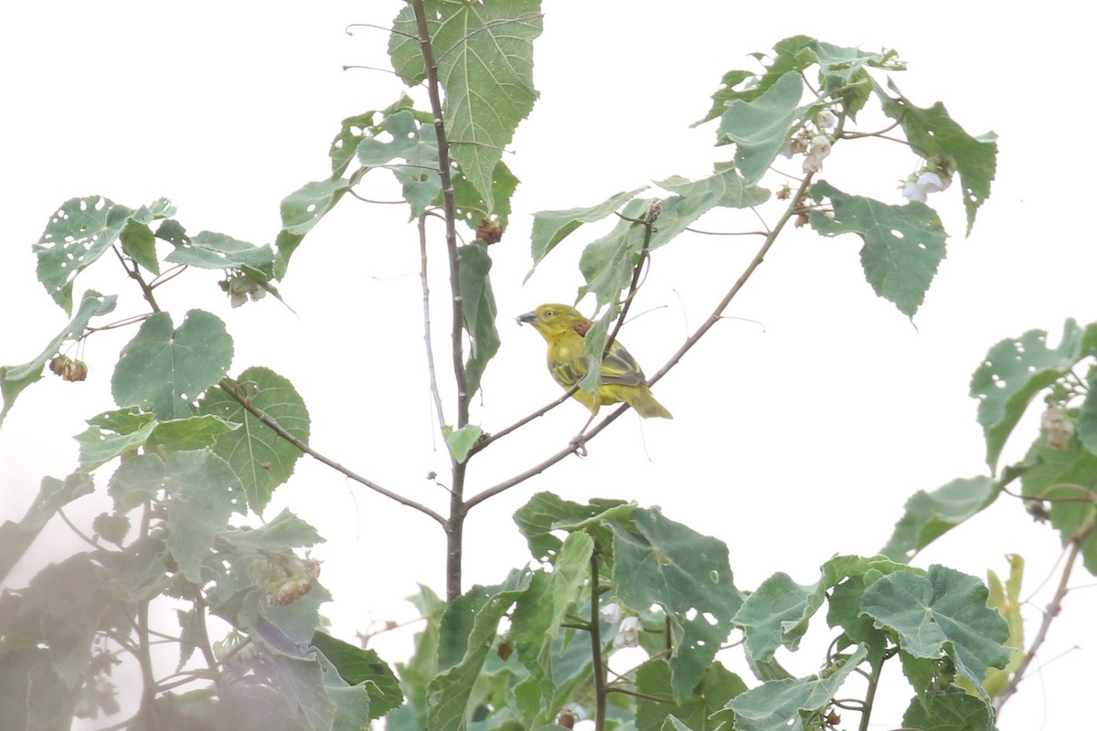 Holub's Golden-Weaver - ML620665321