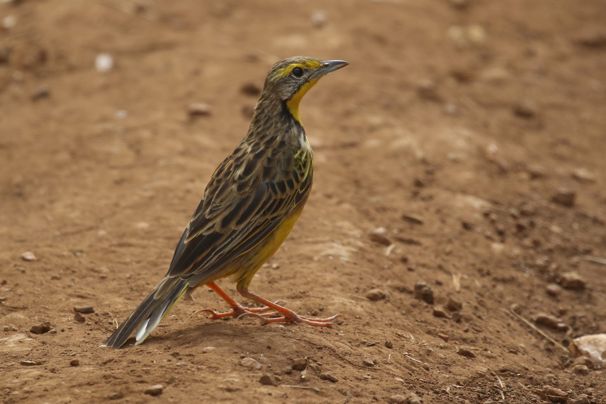 Yellow-throated Longclaw - ML620665328