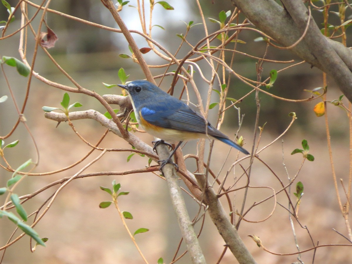 Red-flanked Bluetail - HITOSHI IIZUMI