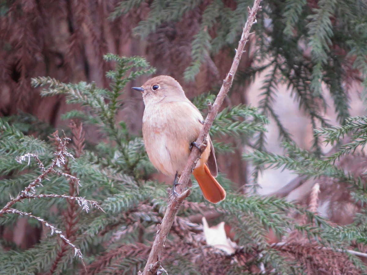 Daurian Redstart - ML620665330