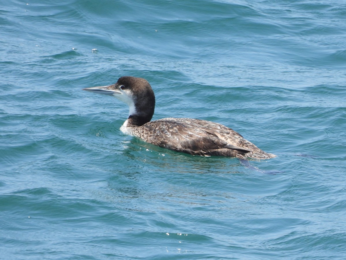 Common Loon - ML620665334