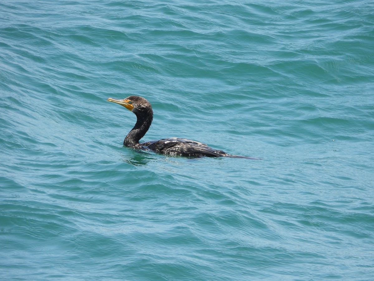 Double-crested Cormorant - ML620665335