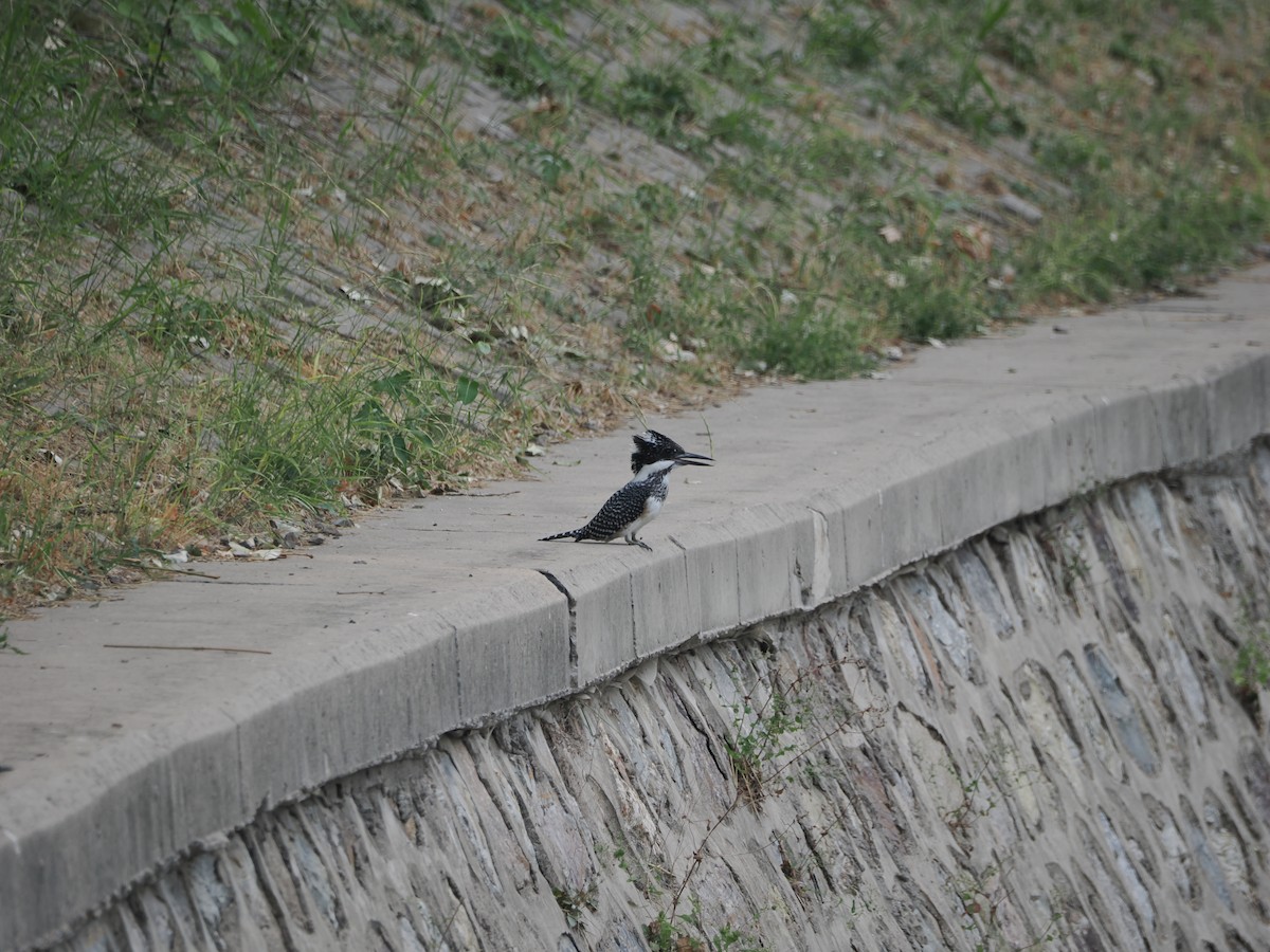 Crested Kingfisher - ML620665336