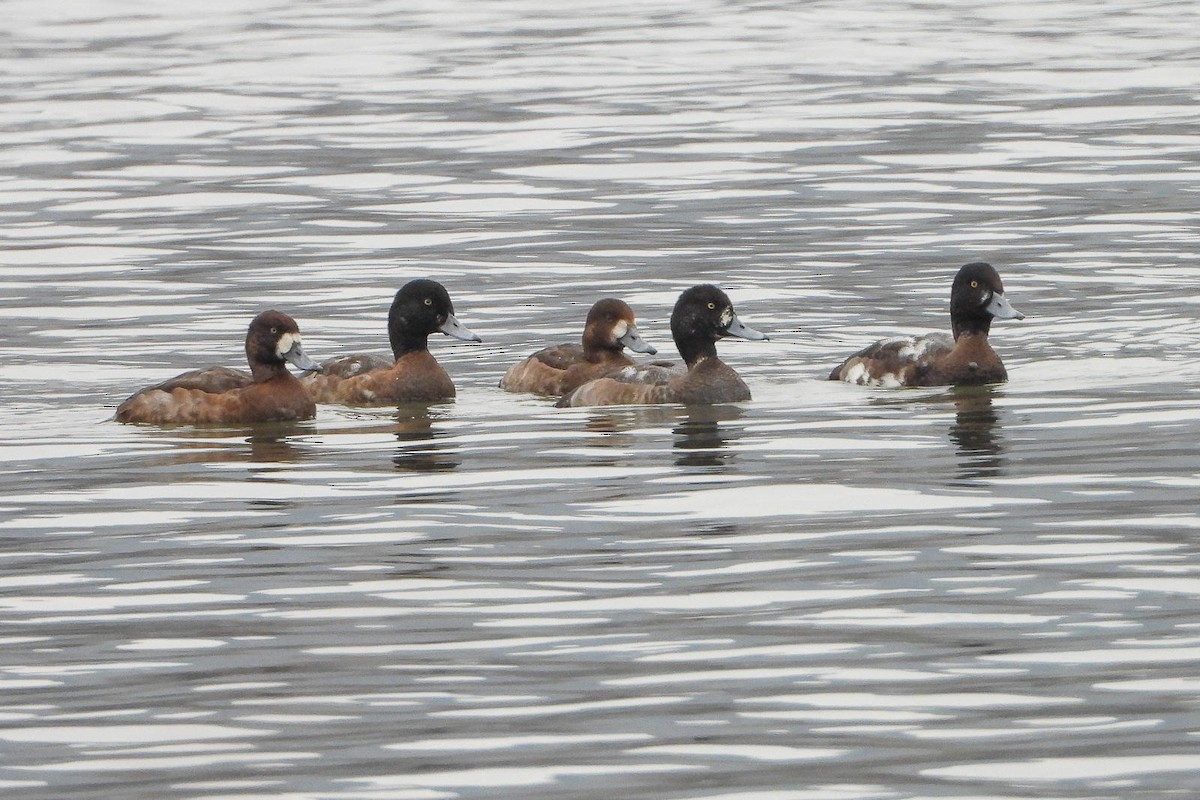 Greater Scaup - ML620665340