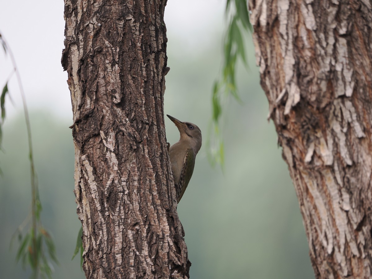 Gray-headed Woodpecker - ML620665341