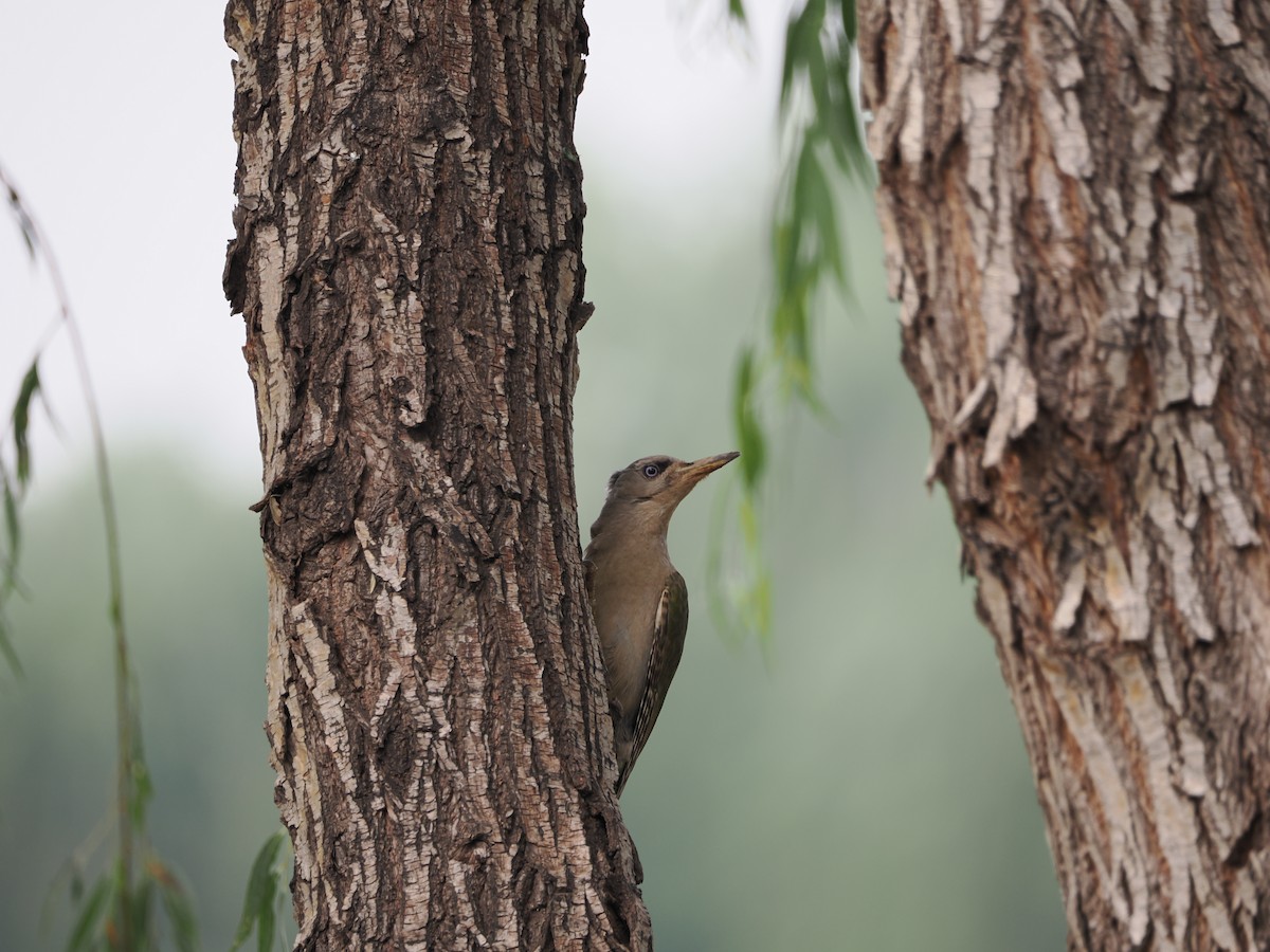 Gray-headed Woodpecker - ML620665342