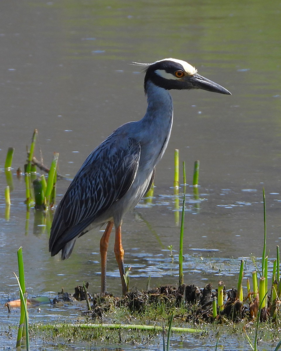 Yellow-crowned Night Heron - ML620665344