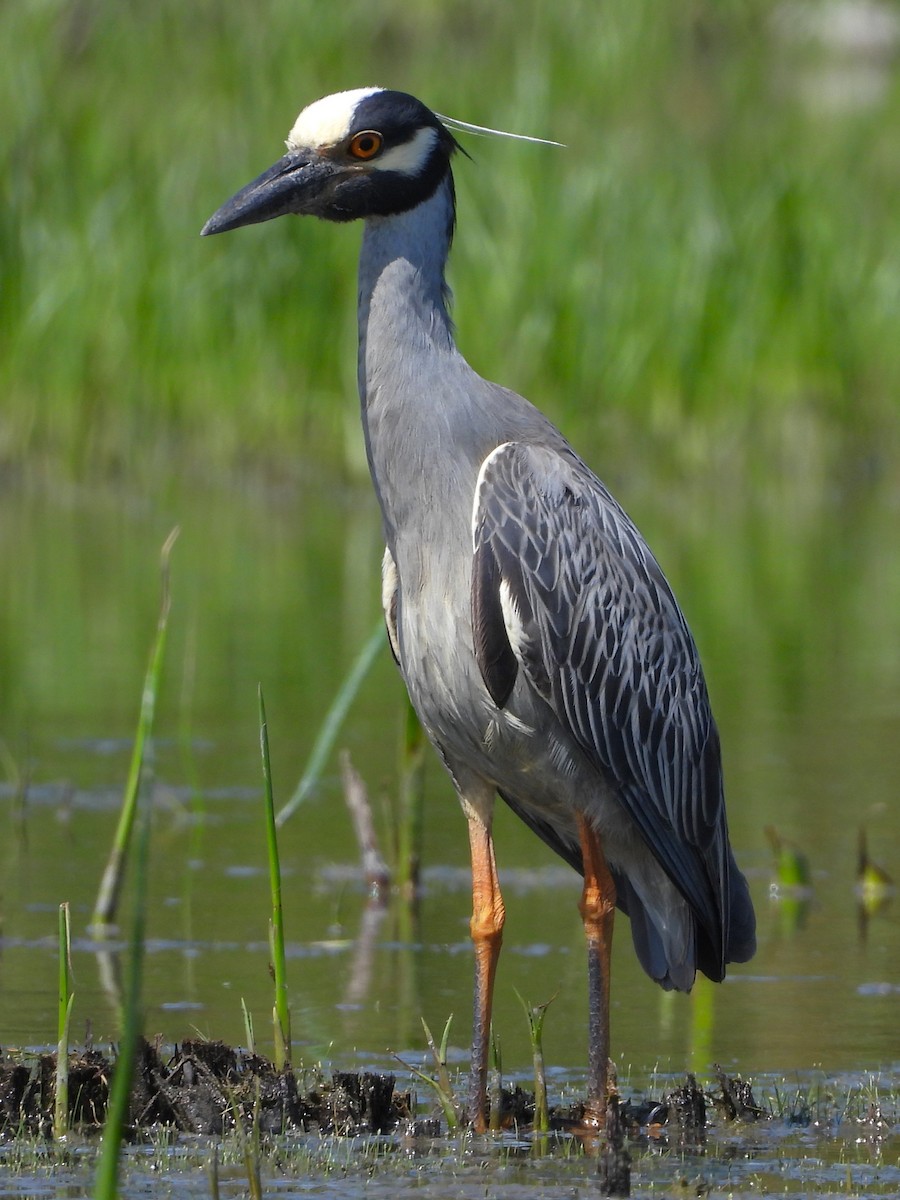 Yellow-crowned Night Heron - ML620665345