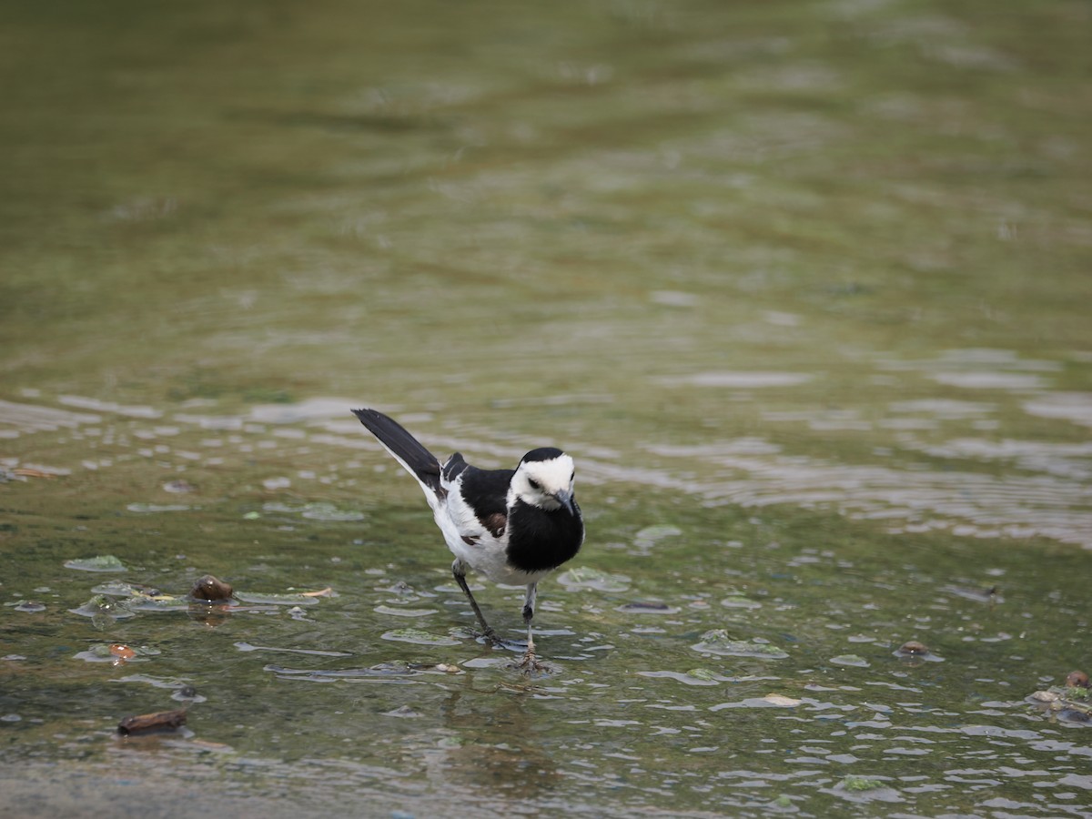 White Wagtail - ML620665346