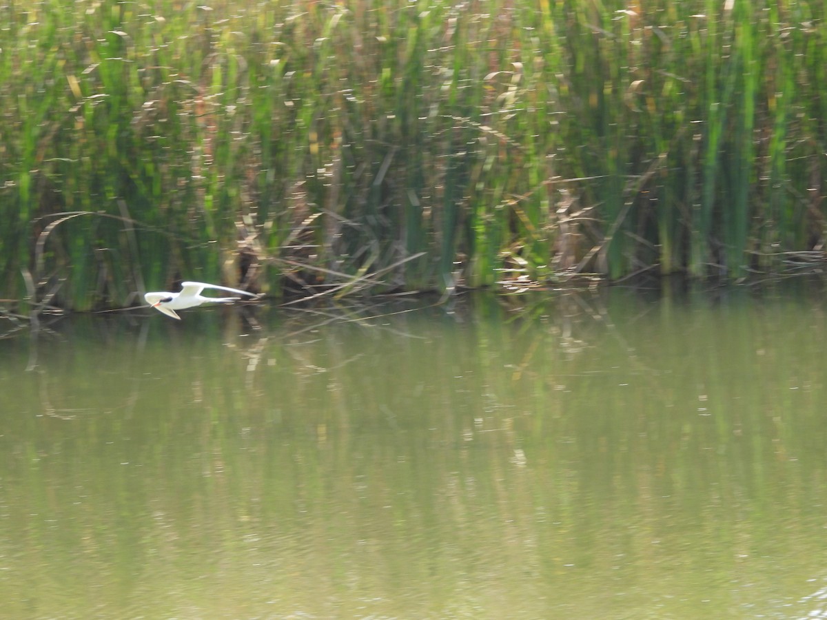 Forster's Tern - Clayton  Peoples