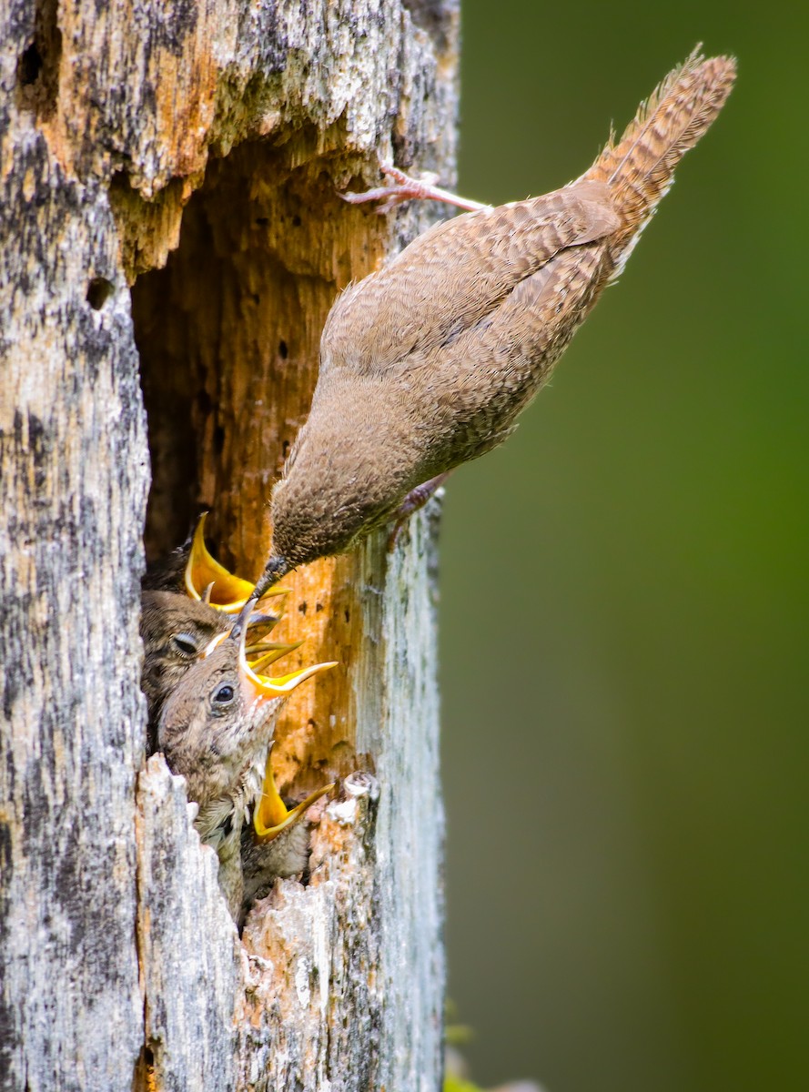 House Wren - ML620665349