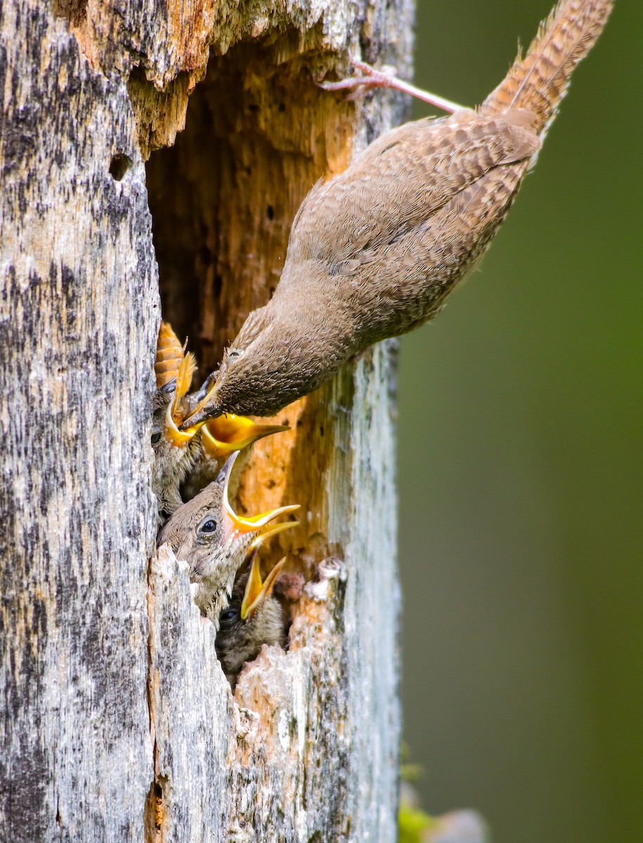 House Wren - ML620665350