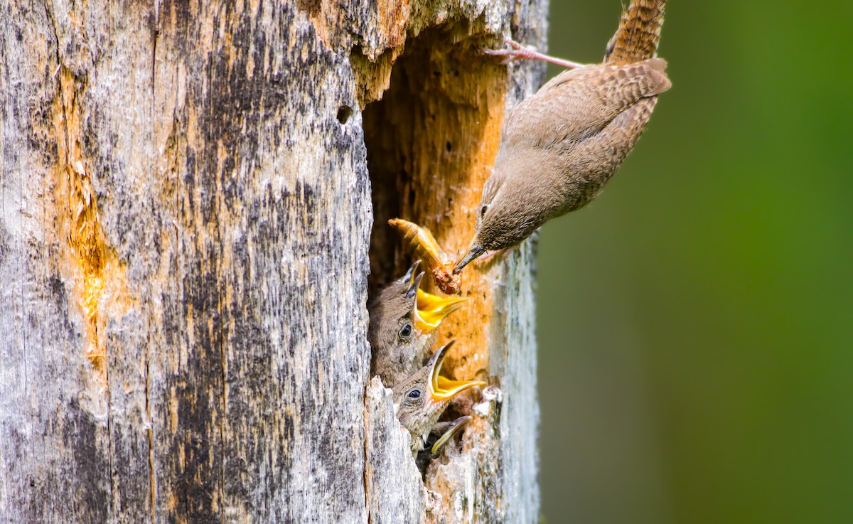 House Wren - ML620665351