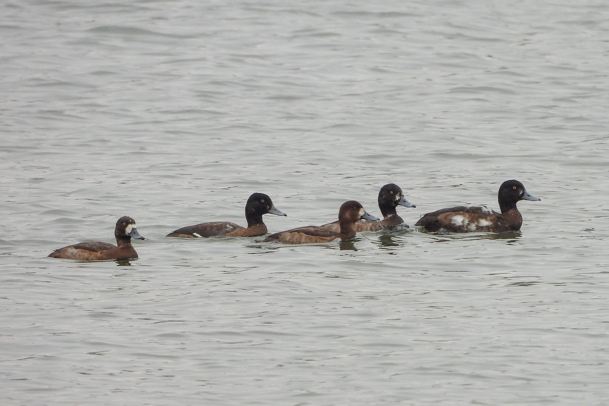 Greater Scaup - ML620665353