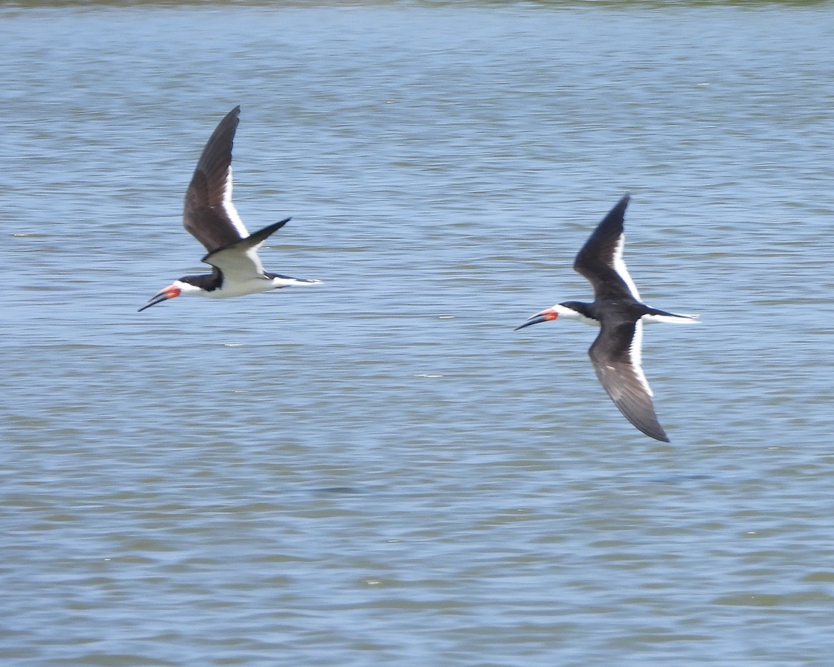 Black Skimmer - ML620665355