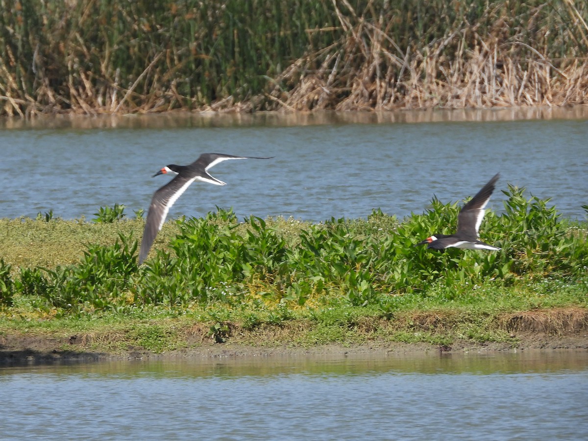 Чёрный водорез - ML620665357