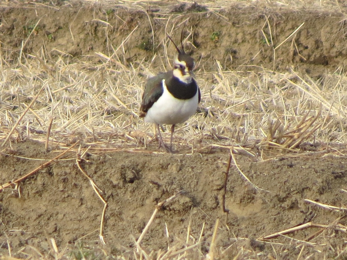 Northern Lapwing - ML620665358