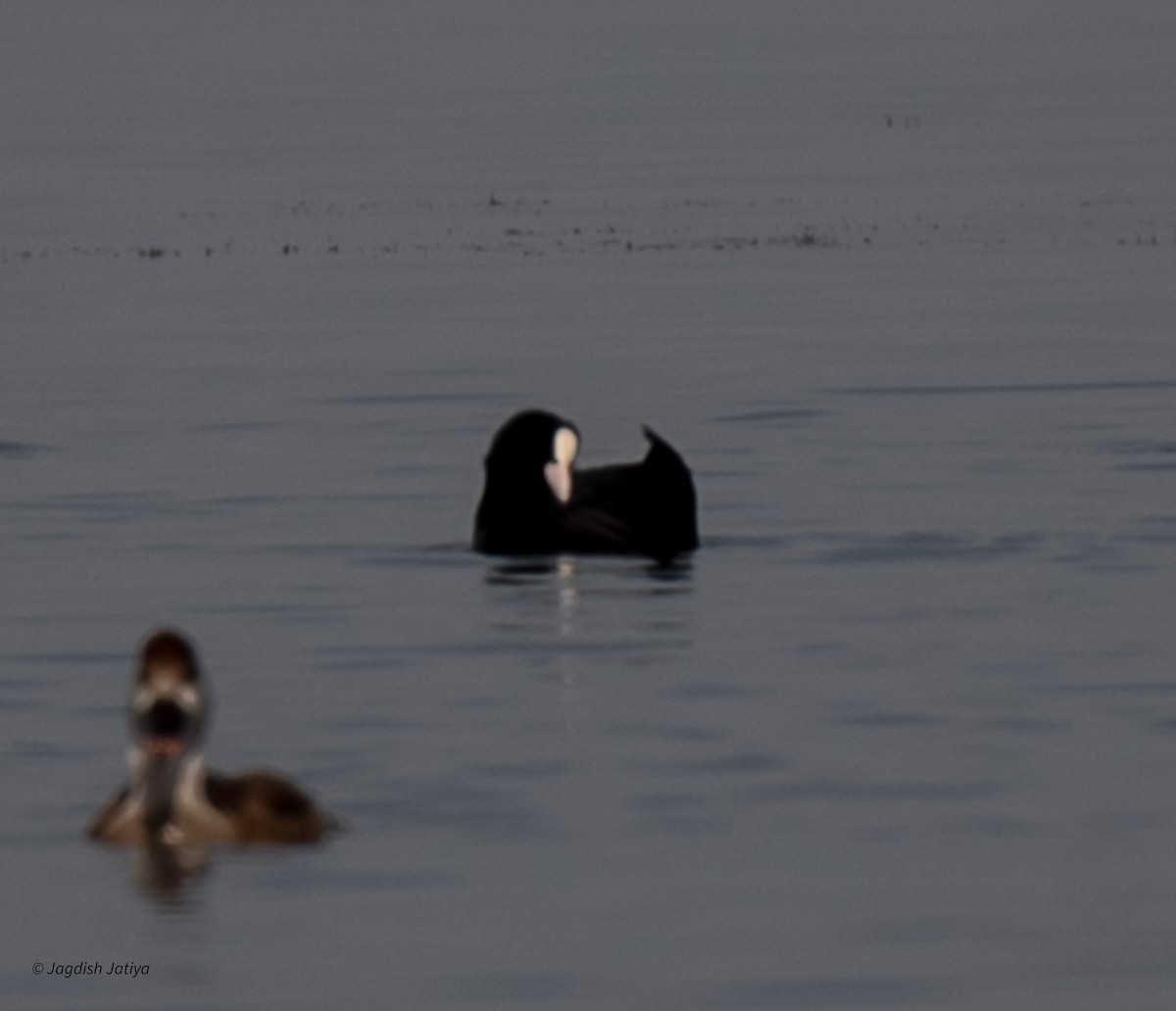 Eurasian Coot - ML620665359