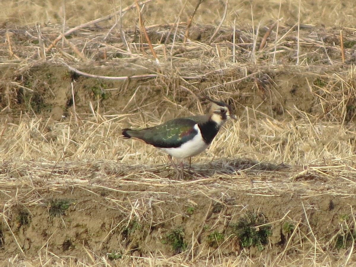 Northern Lapwing - ML620665361