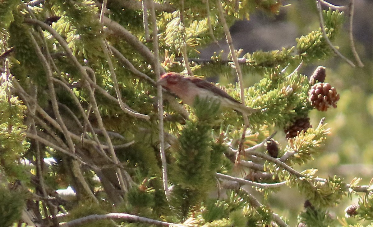 Cassin's Finch - ML620665362