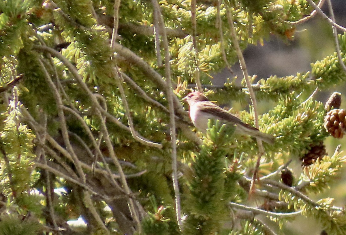 Cassin's Finch - ML620665363