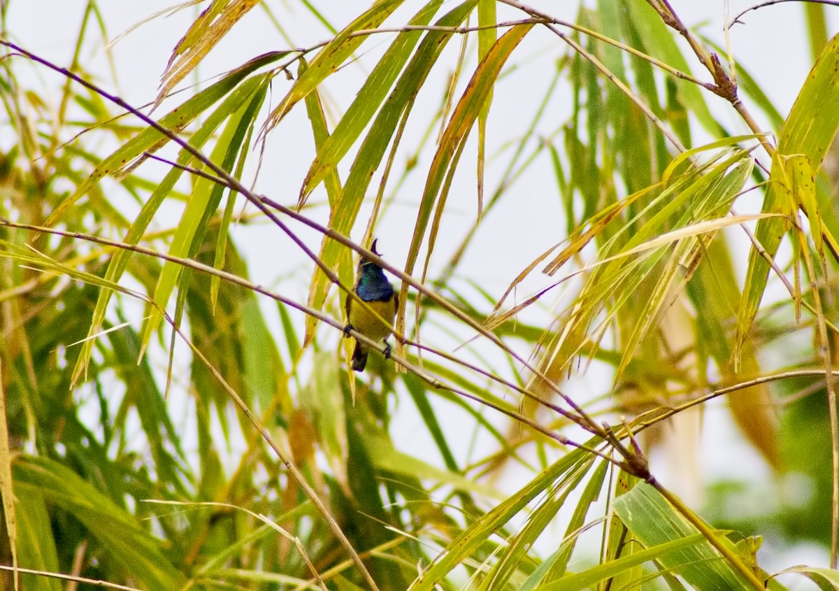 strdimil olivovohřbetý - ML620665364