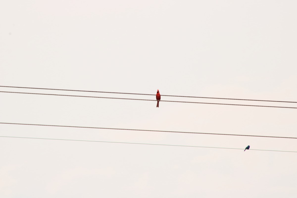 Northern Cardinal - Chris Cooper