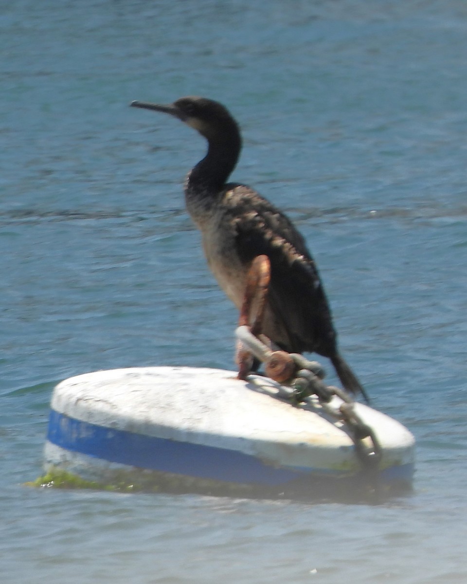 Brandt's Cormorant - ML620665367