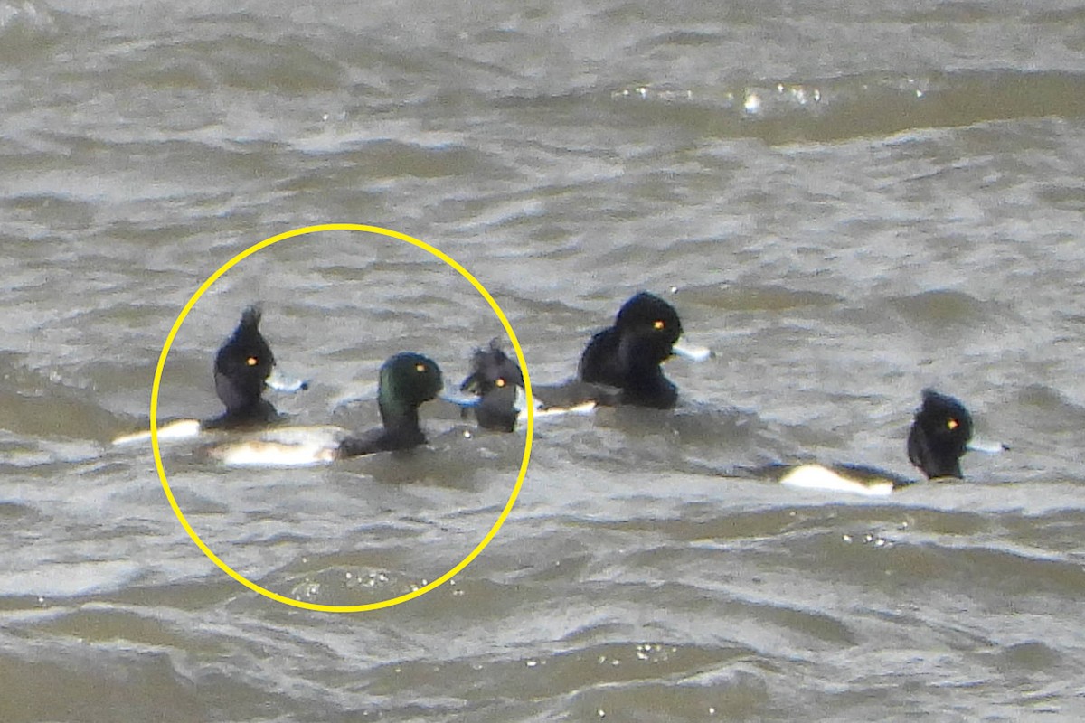 Greater Scaup - Wolfgang Henkes