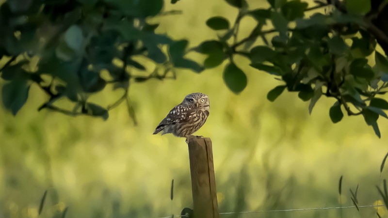 Little Owl - ML620665369