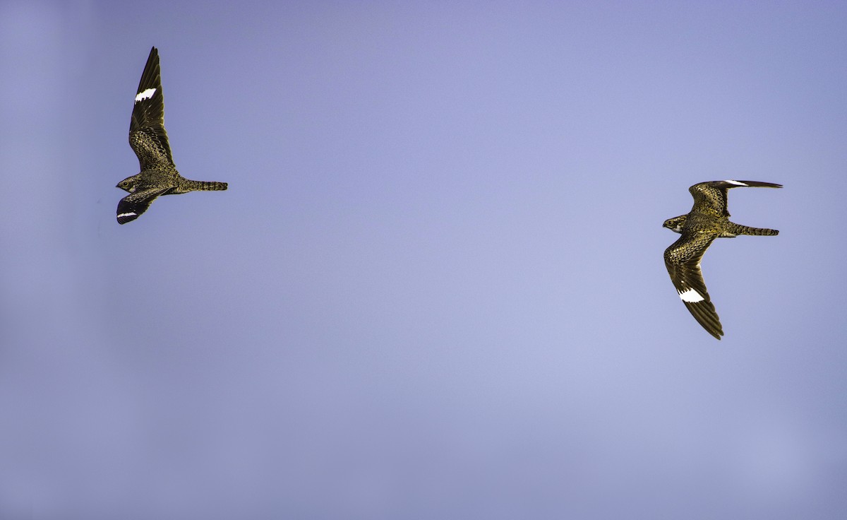 Common Nighthawk - ML620665378