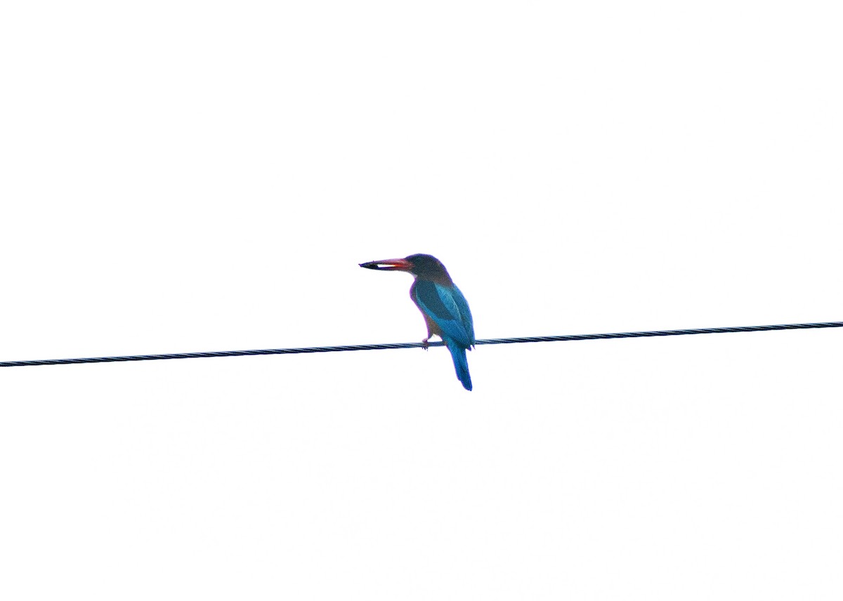 Brown-breasted Kingfisher - ML620665385