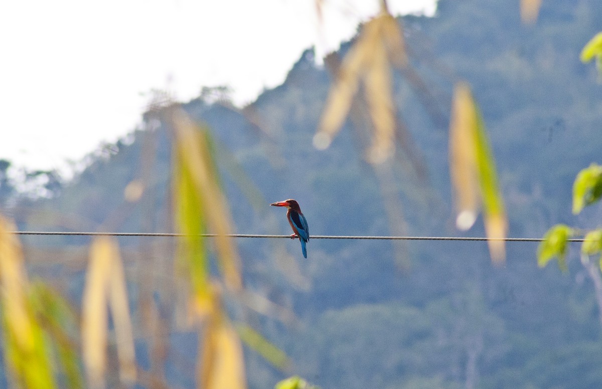 Brown-breasted Kingfisher - ML620665386
