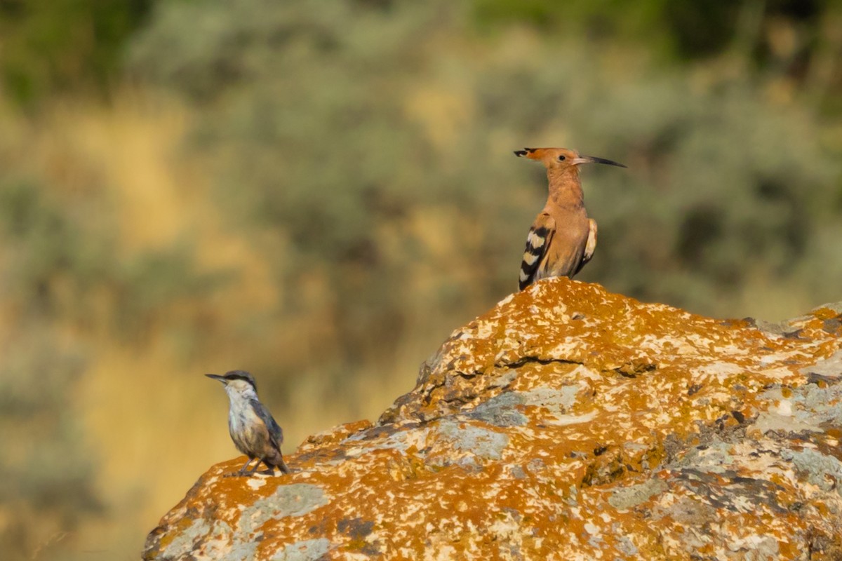 Eurasian Hoopoe - ML620665387