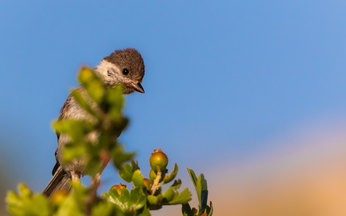 Mésange lugubre - ML620665390