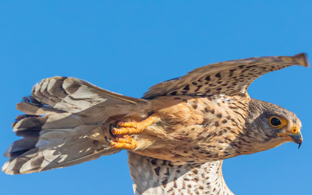 Eurasian Kestrel - ML620665393