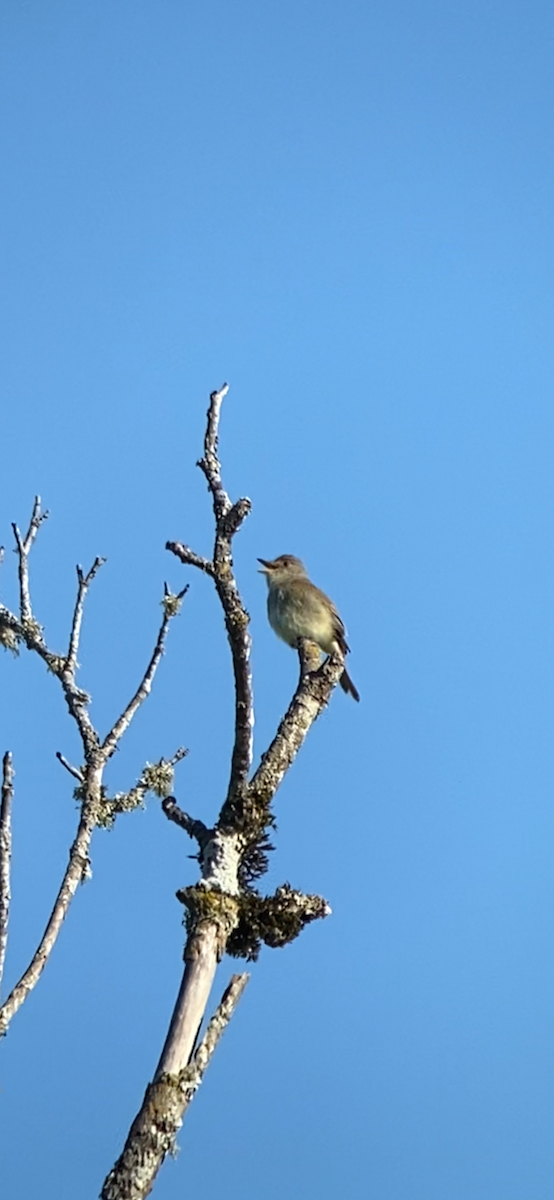 Willow Flycatcher - ML620665395