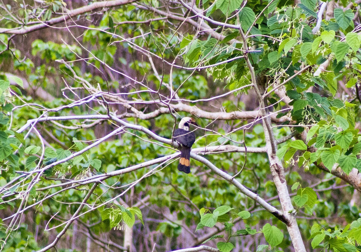 Luzon Hornbill - ML620665406