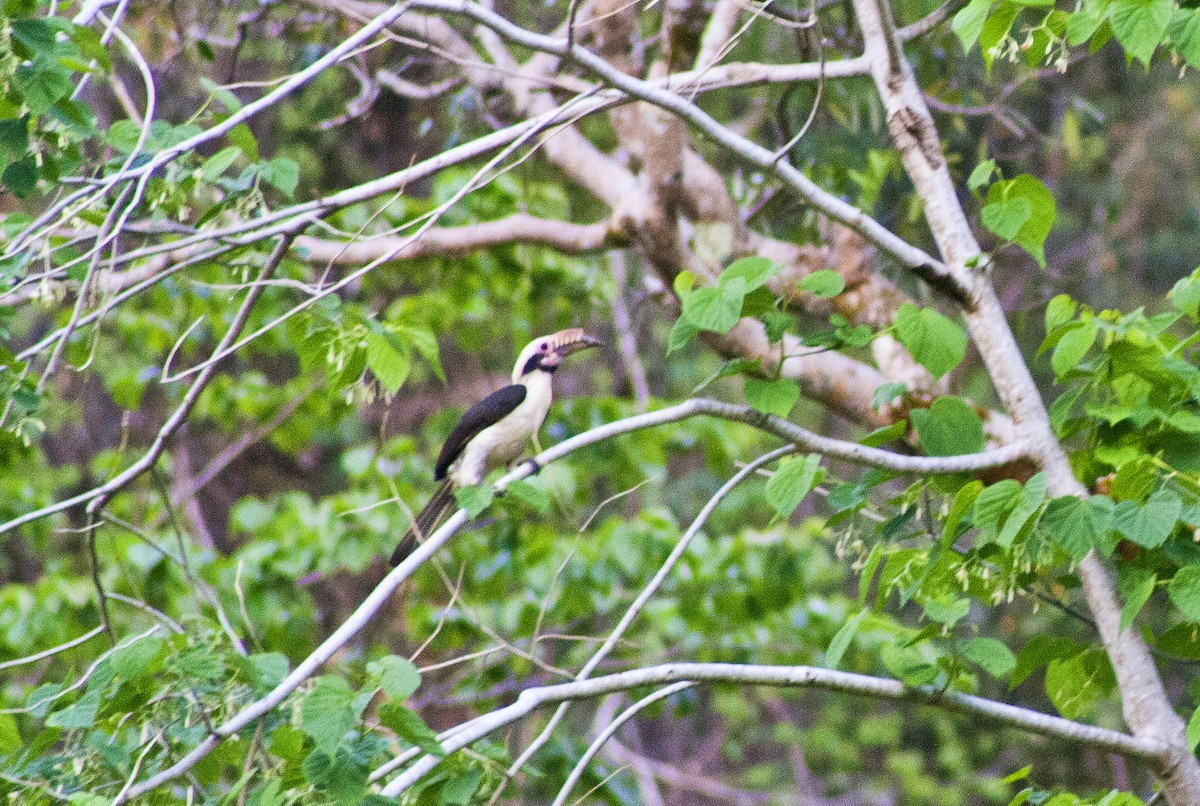 Luzon Hornbill - ML620665408