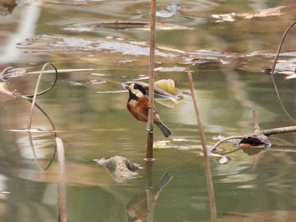 Varied Tit - ML620665410