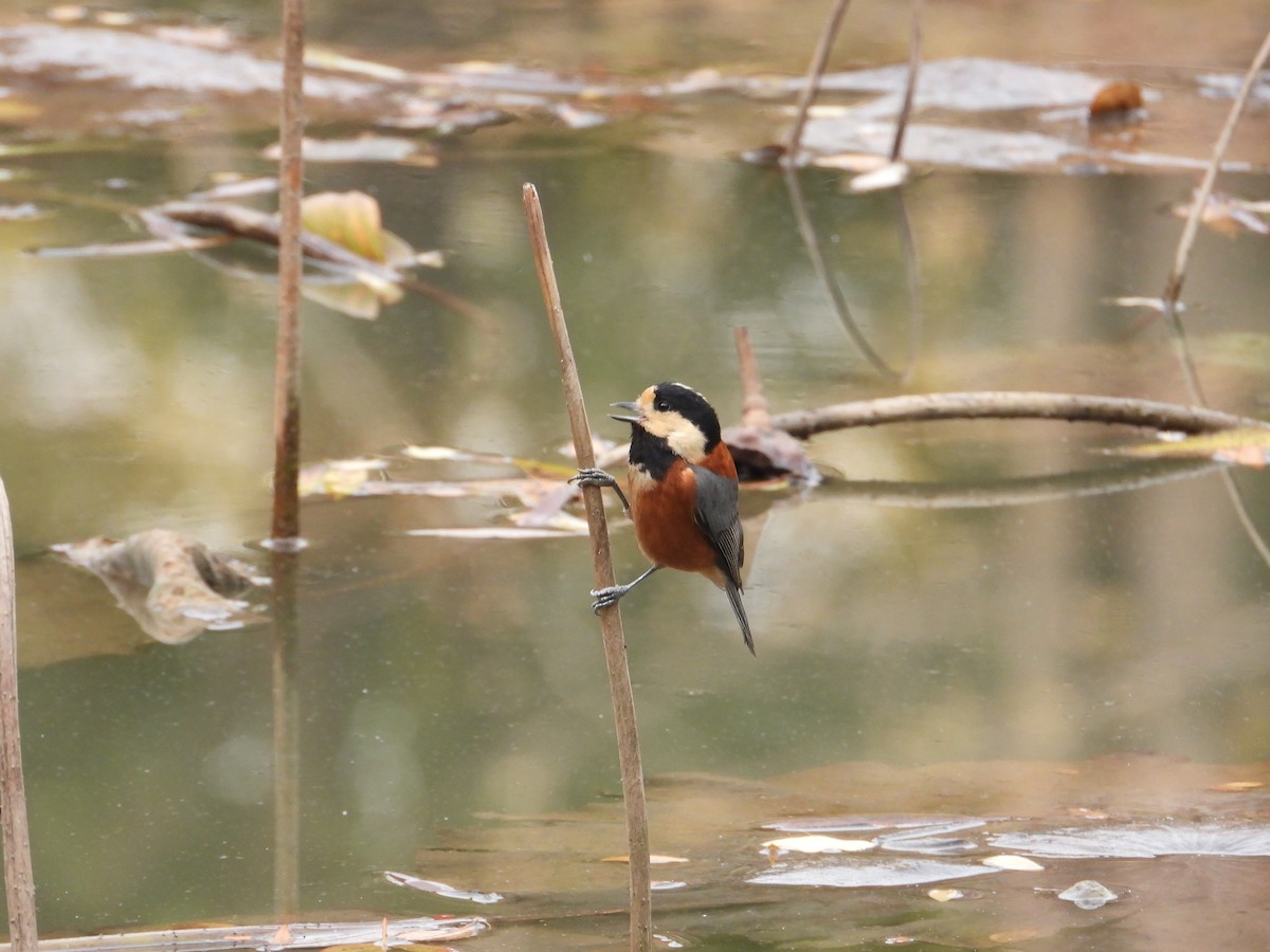 Varied Tit - ML620665411