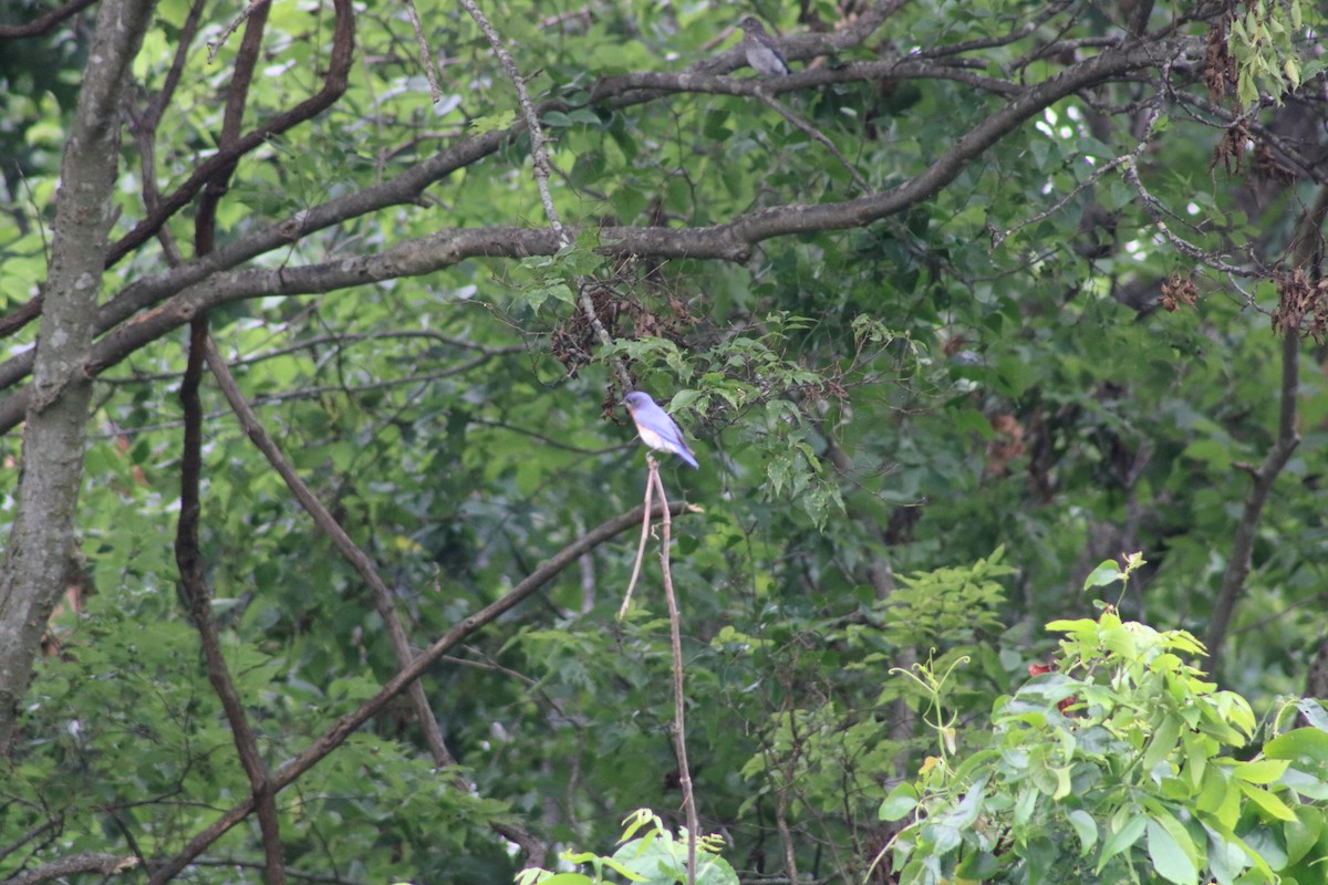 Eastern Bluebird - ML620665413