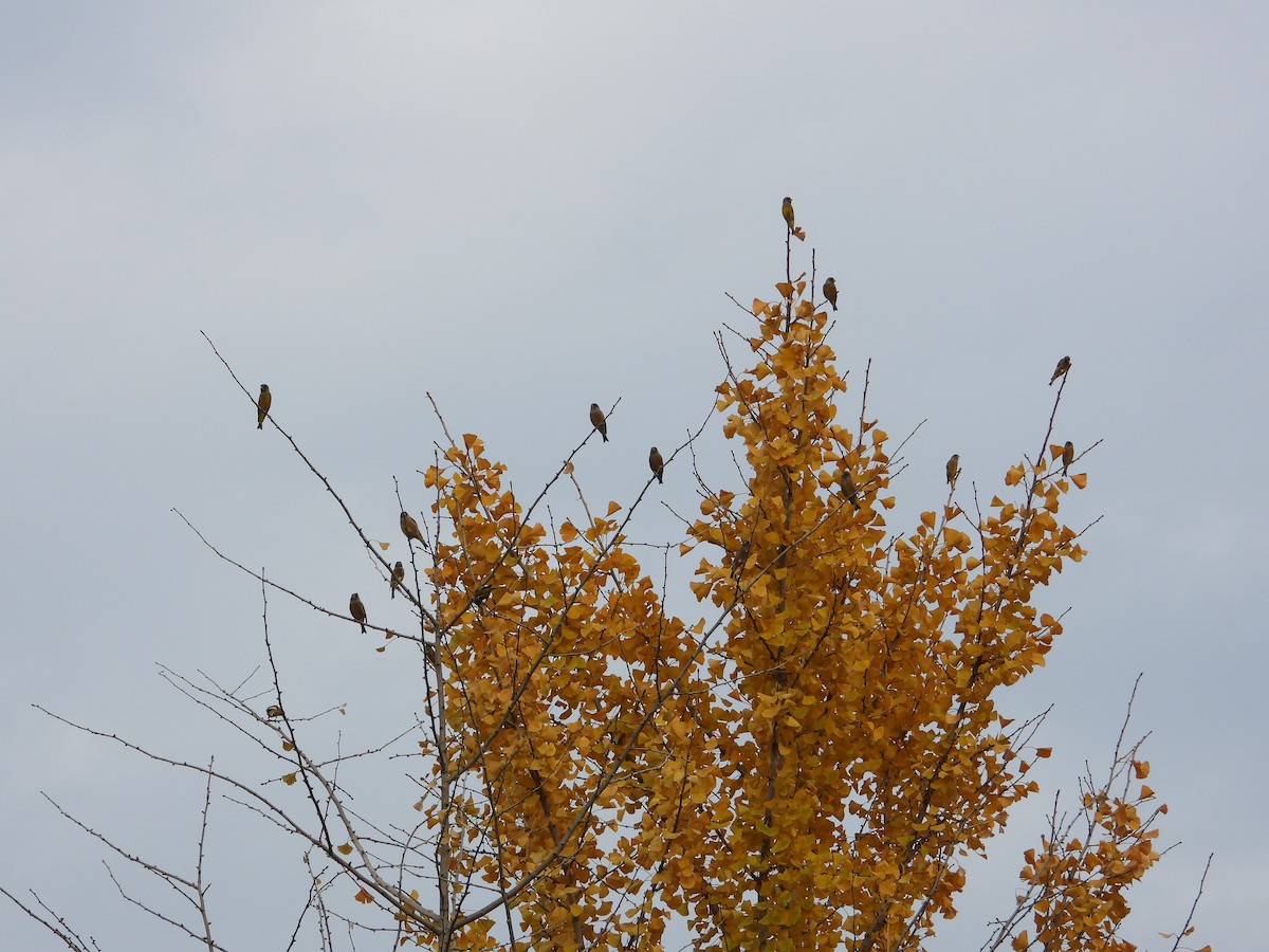 Oriental Greenfinch - ML620665415