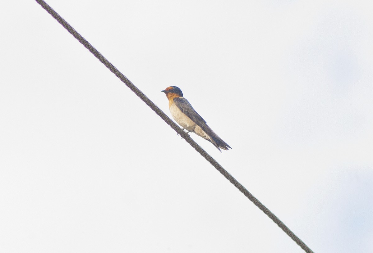 Pacific Swallow - ML620665417