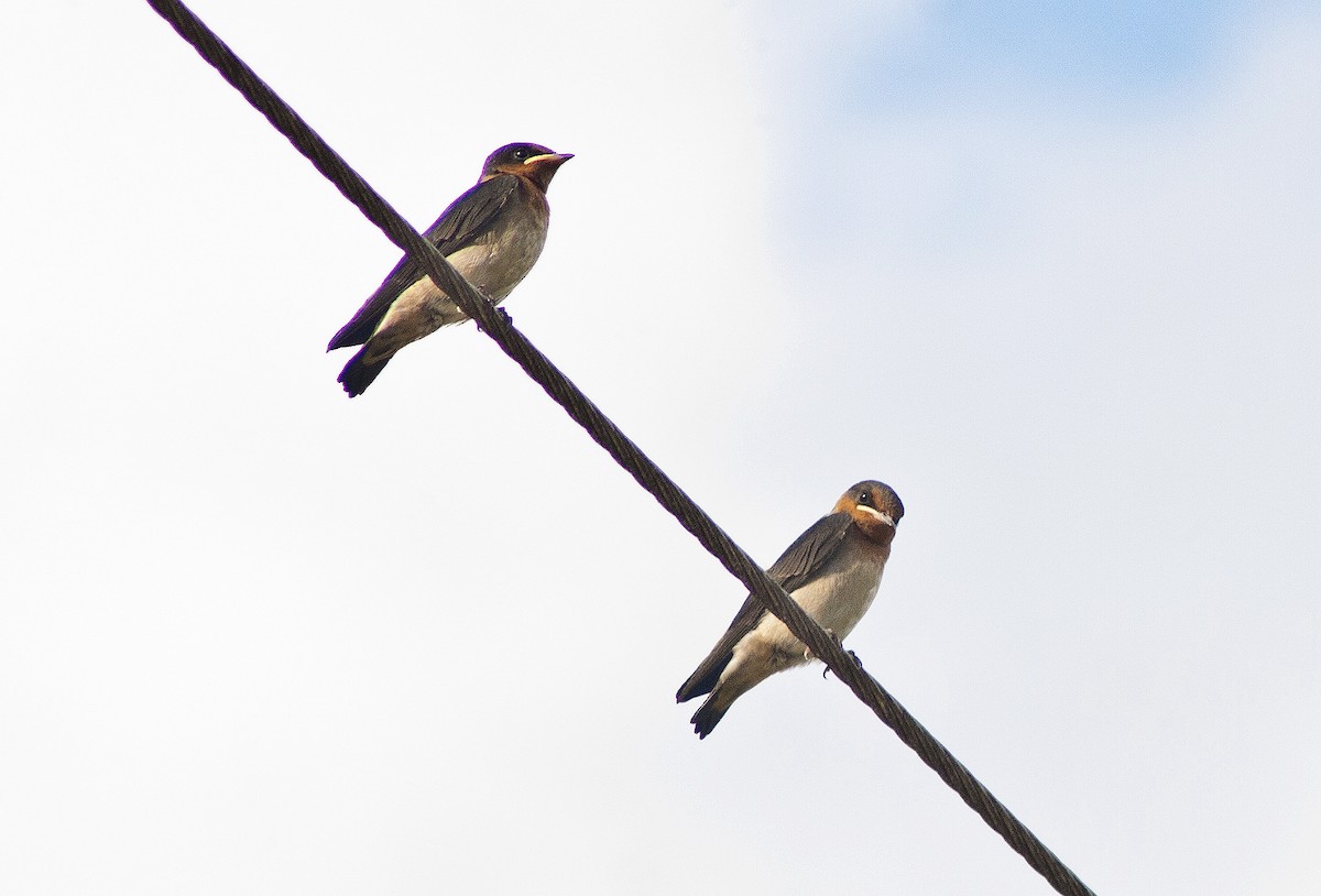 Golondrina del Pacífico - ML620665418